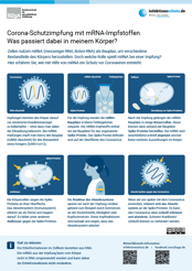 Infografik zur Funktionsweise von mRNA-Impfstoffen